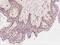 PMSCL antibody, 202469-T08, Sino Biological, Immunohistochemistry frozen image 