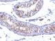 PRL-R antibody, NBP2-44625, Novus Biologicals, Immunohistochemistry frozen image 