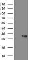 VHL Binding Protein 1 antibody, TA504895, Origene, Western Blot image 