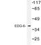 Sphingosine 1-phosphate receptor 4 antibody, LS-C177143, Lifespan Biosciences, Western Blot image 