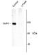 GluA1 antibody, AHP914, Bio-Rad (formerly AbD Serotec) , Western Blot image 