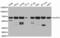 Nuclear pore glycoprotein p62 antibody, TA332525, Origene, Western Blot image 