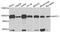 Glucosamine--fructose-6-phosphate aminotransferase [isomerizing] 1 antibody, PA5-76473, Invitrogen Antibodies, Western Blot image 