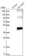 Solute Carrier Family 16 Member 7 antibody, NBP1-87846, Novus Biologicals, Western Blot image 