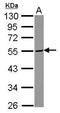 Serine incorporator 3 antibody, GTX115512, GeneTex, Western Blot image 