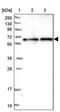 Coiled-Coil Domain Containing 125 antibody, PA5-59768, Invitrogen Antibodies, Western Blot image 