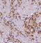 Nuclear Factor I A antibody, FNab05698, FineTest, Immunohistochemistry paraffin image 