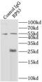 Ribosomal Protein S3 antibody, FNab07477, FineTest, Immunoprecipitation image 