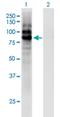 Carboxypeptidase X, M14 Family Member 1 antibody, H00056265-M02, Novus Biologicals, Western Blot image 