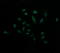 Protein Mdm4 antibody, LS-C174486, Lifespan Biosciences, Immunofluorescence image 