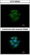 Mitogen-Activated Protein Kinase 9 antibody, GTX105523, GeneTex, Immunofluorescence image 