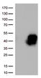 TNF Receptor Superfamily Member 4 antibody, TA812359, Origene, Western Blot image 