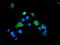 Sentrin-specific protease 2 antibody, LS-C797825, Lifespan Biosciences, Immunofluorescence image 
