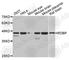 NELF-E antibody, A4192, ABclonal Technology, Western Blot image 