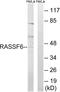 Ras Association Domain Family Member 6 antibody, LS-C120300, Lifespan Biosciences, Western Blot image 
