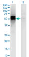 DLTS antibody, LS-C197055, Lifespan Biosciences, Western Blot image 