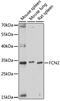 L-ficolin antibody, 16-717, ProSci, Western Blot image 
