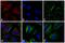 Mouse IgG antibody, 35512, Invitrogen Antibodies, Immunofluorescence image 