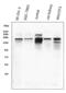 Nuclear Receptor Coactivator 1 antibody, RP1056, Boster Biological Technology, Western Blot image 