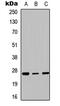 Homeobox C6 antibody, abx121429, Abbexa, Western Blot image 