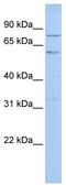 PR domain zinc finger protein 5 antibody, TA331191, Origene, Western Blot image 