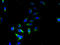 Solute Carrier Family 66 Member 1 antibody, A60398-100, Epigentek, Immunofluorescence image 