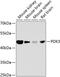 Pyruvate Dehydrogenase Kinase 3 antibody, 23-359, ProSci, Western Blot image 