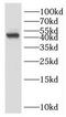 HLA class I histocompatibility antigen, A-80 alpha chain antibody, FNab03899, FineTest, Western Blot image 