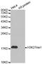 Histone Cluster 3 H3 antibody, MBS126188, MyBioSource, Western Blot image 