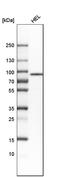 Taxilin Alpha antibody, HPA045383, Atlas Antibodies, Western Blot image 