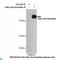 FAS antibody, LS-C812320, Lifespan Biosciences, Immunoprecipitation image 