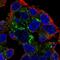 Perilipin 2 antibody, HPA016607, Atlas Antibodies, Immunofluorescence image 