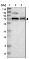 Zinc Finger And BTB Domain Containing 46 antibody, PA5-53107, Invitrogen Antibodies, Western Blot image 