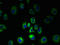 Cationic amino acid transporter 3 antibody, LS-C397267, Lifespan Biosciences, Immunofluorescence image 
