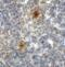 T Cell Immunoreceptor With Ig And ITIM Domains antibody, SD8824, ProSci Inc, Immunohistochemistry frozen image 