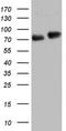 Fas Associated Factor 1 antibody, CF804157, Origene, Western Blot image 