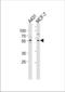 Krueppel-like factor 4 antibody, TA324452, Origene, Western Blot image 