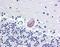Lysophosphatidylcholine acyltransferase 1 antibody, orb88904, Biorbyt, Immunohistochemistry paraffin image 