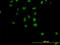 Exportin-2 antibody, LS-B6674, Lifespan Biosciences, Immunofluorescence image 