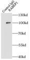 Rabaptin, RAB GTPase Binding Effector Protein 1 antibody, FNab07053, FineTest, Immunoprecipitation image 