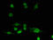 Acylphosphatase-2 antibody, LS-C498312, Lifespan Biosciences, Immunofluorescence image 