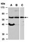 Methyl-CpG-binding domain protein 4 antibody, orb67073, Biorbyt, Western Blot image 