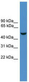 Erythropoietin Receptor antibody, TA334649, Origene, Western Blot image 