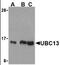 BLU antibody, MBS396086, MyBioSource, Western Blot image 