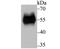 RBPJK antibody, NBP2-75452, Novus Biologicals, Western Blot image 