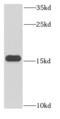 Hemoglobin Subunit Epsilon 1 antibody, FNab03828, FineTest, Western Blot image 