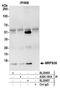Mitochondrial Ribosomal Protein S36 antibody, A305-181A, Bethyl Labs, Immunoprecipitation image 