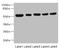 Ataxin 10 antibody, LS-C675408, Lifespan Biosciences, Western Blot image 