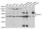 CDK5 Regulatory Subunit Associated Protein 1 Like 1 antibody, abx004419, Abbexa, Western Blot image 