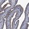 Neuronal acetylcholine receptor subunit alpha-3 antibody, HPA029430, Atlas Antibodies, Immunohistochemistry frozen image 